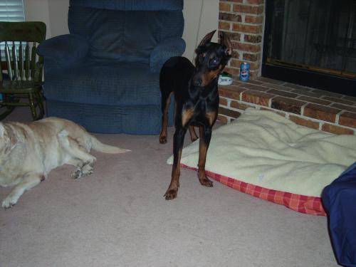 Annie, Adopted, Adult Female Doberman Pinscher.