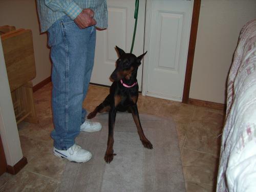 Enlarge Annie, a Adopted Doberman Pinscher in Saint Charles, MO image 2/3