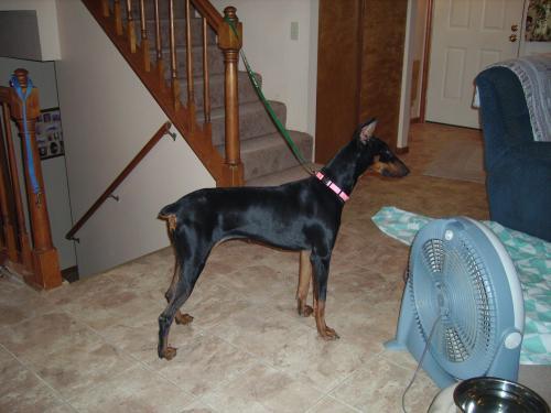 Enlarge Annie, a Adopted Doberman Pinscher in Saint Charles, MO image 3/3