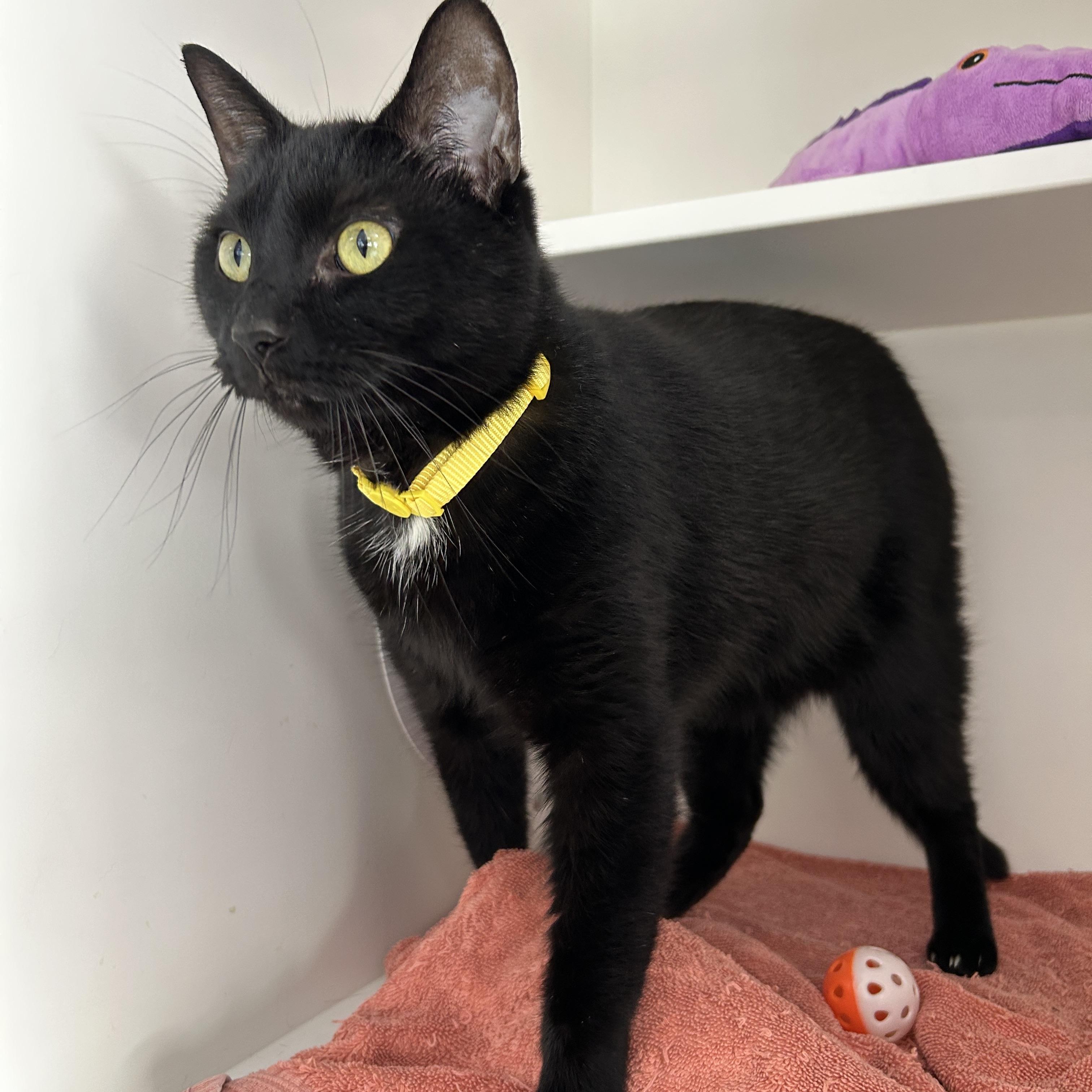 Enlarge Vader, a ADOPTABLE Domestic Short Hair in La Grange Park, IL image 3/6