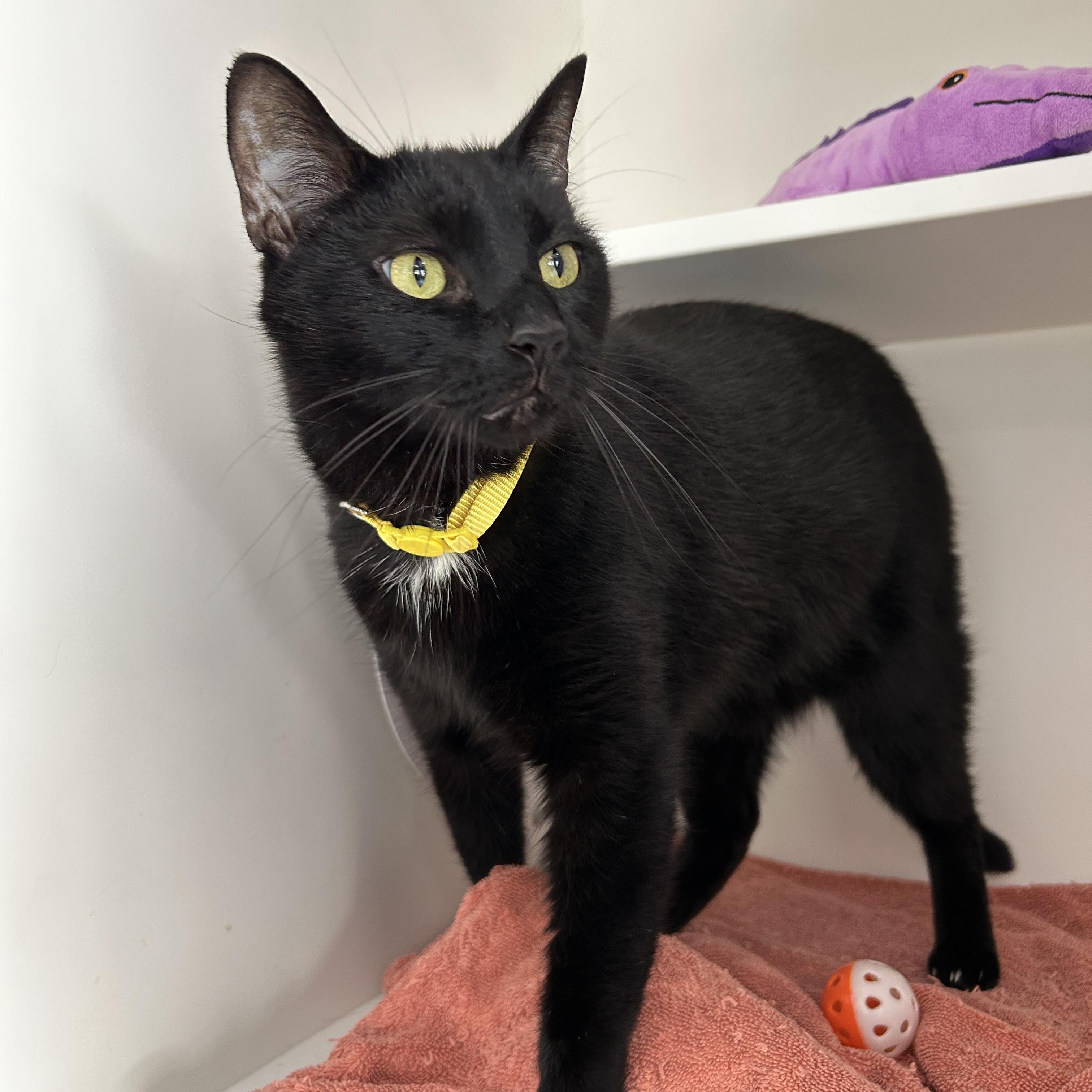 Enlarge Vader, a ADOPTABLE Domestic Short Hair in La Grange Park, IL image 6/6