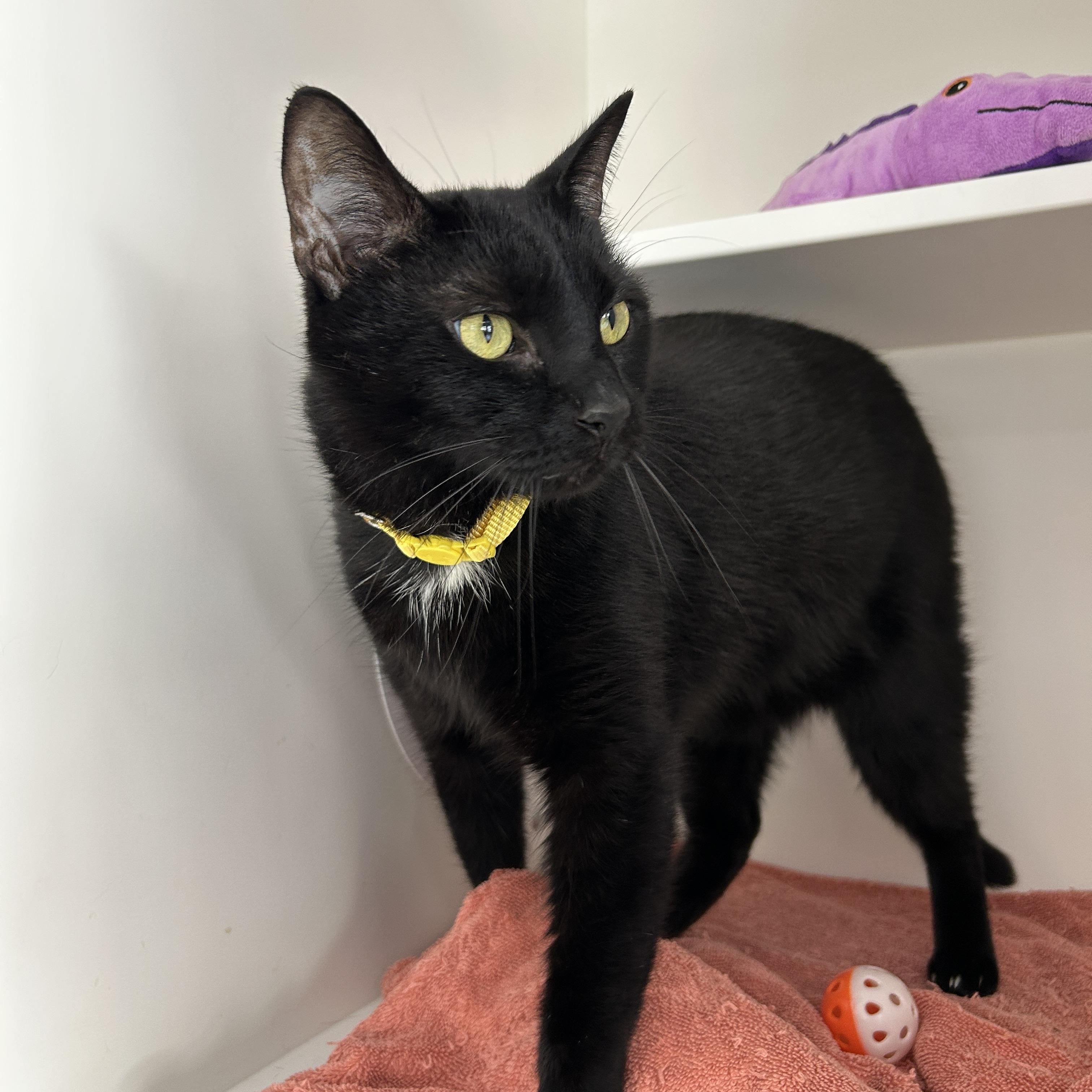 Enlarge Vader, a ADOPTABLE Domestic Short Hair in La Grange Park, IL image 4/6