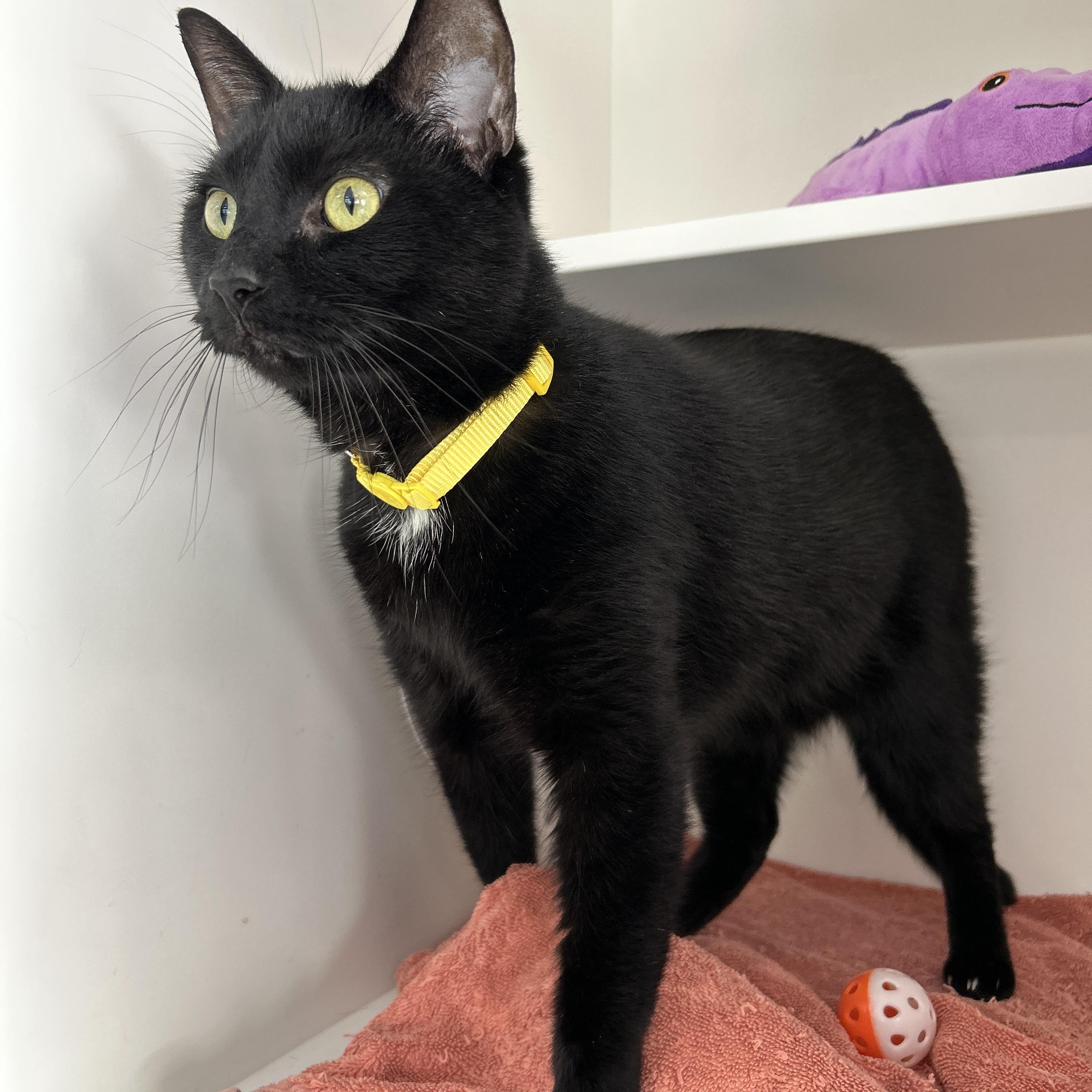 Enlarge Vader, a ADOPTABLE Domestic Short Hair in La Grange Park, IL image 2/6