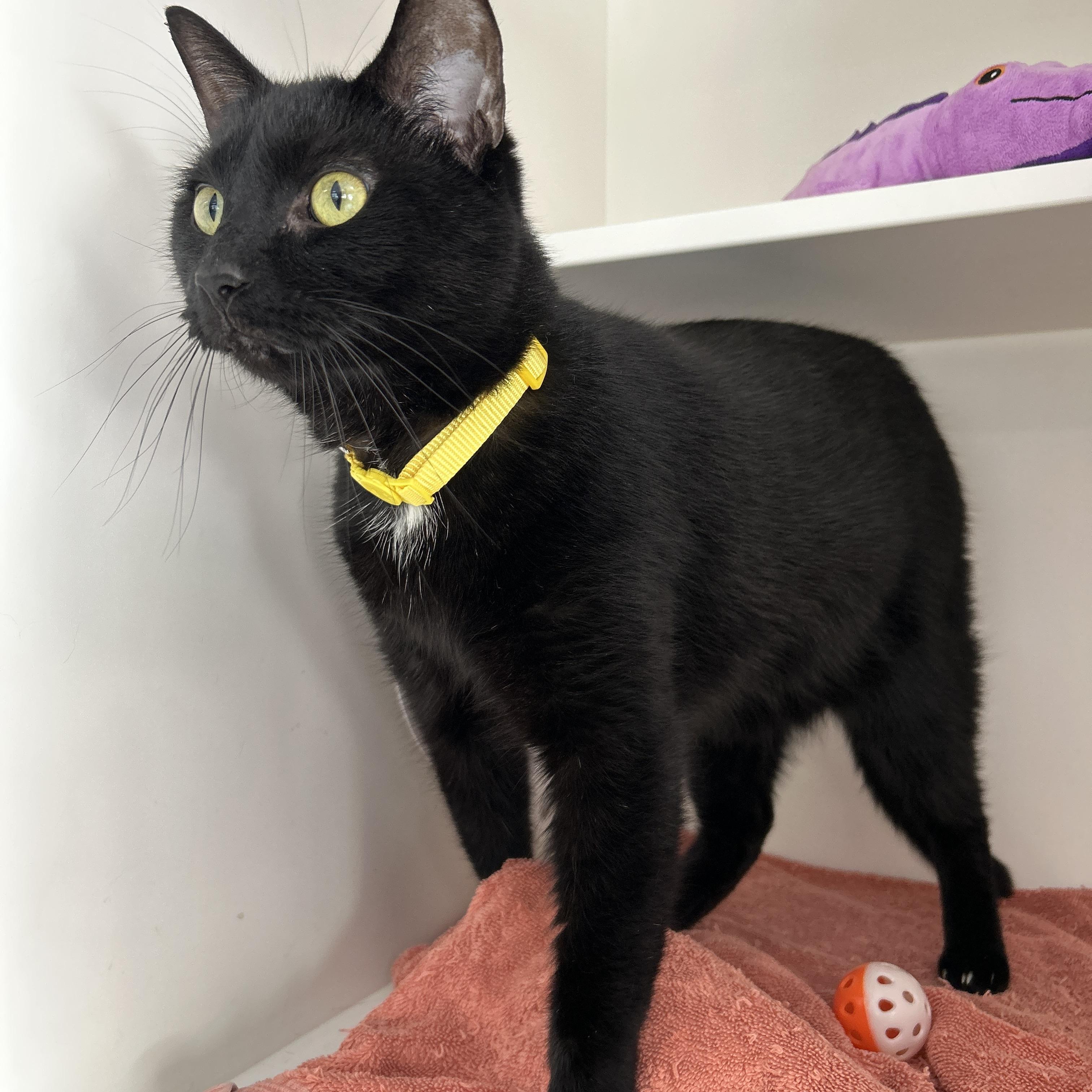 Vader, ADOPTABLE, Adult Male Domestic Short Hair.