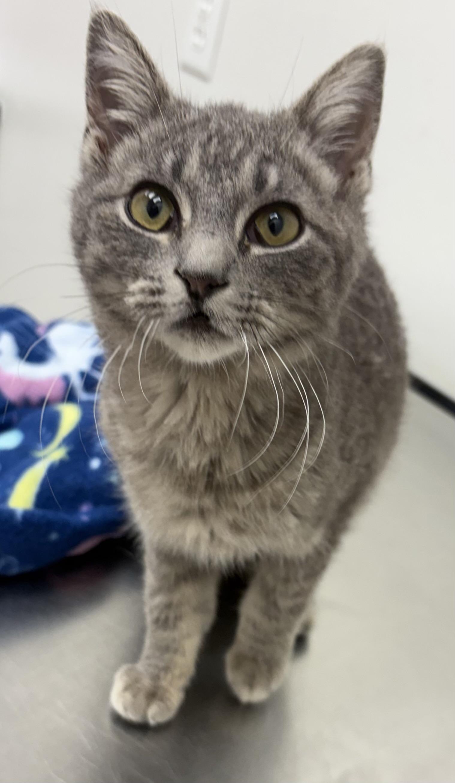Enlarge Little Smokey , a ADOPTABLE mixed breed in Charles City, IA image 4/4