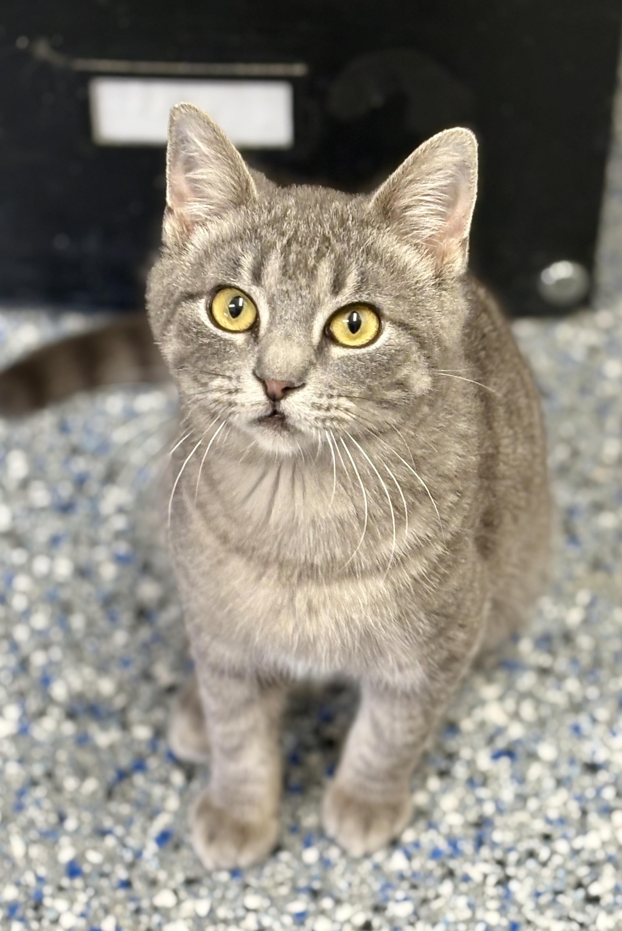 Enlarge Little Smokey , an adopted mixed breed in Charles City, IA image 6/6