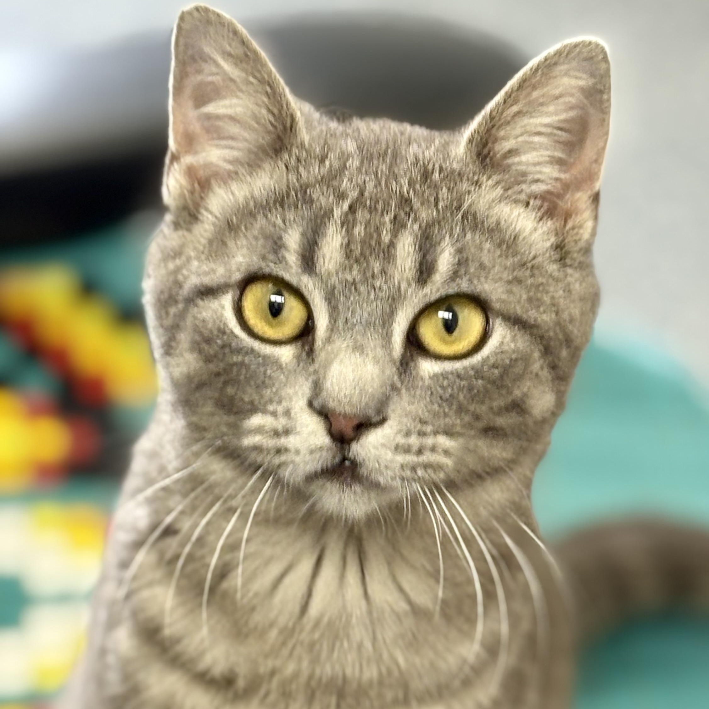 Enlarge Little Smokey , an adopted mixed breed in Charles City, IA image 1/6