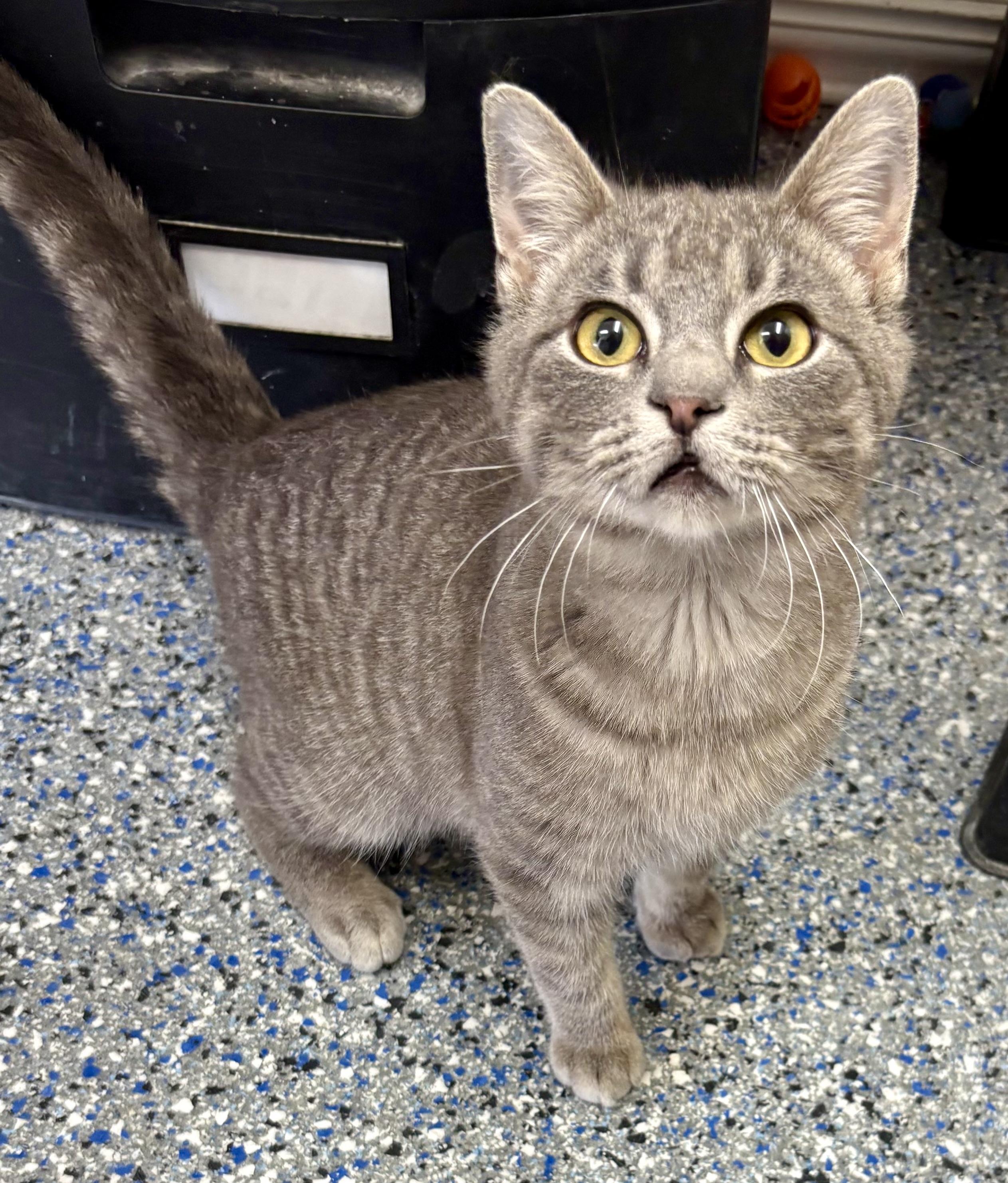 Enlarge Little Smokey , an adopted mixed breed in Charles City, IA image 5/6