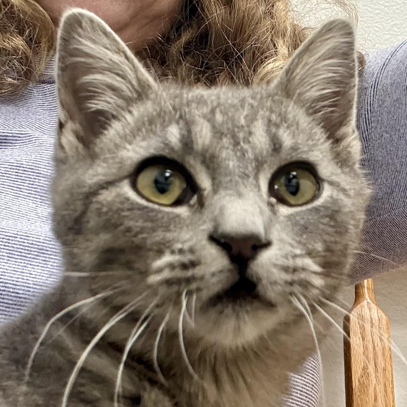 Enlarge Little Smokey , a ADOPTABLE mixed breed in Charles City, IA image 1/4