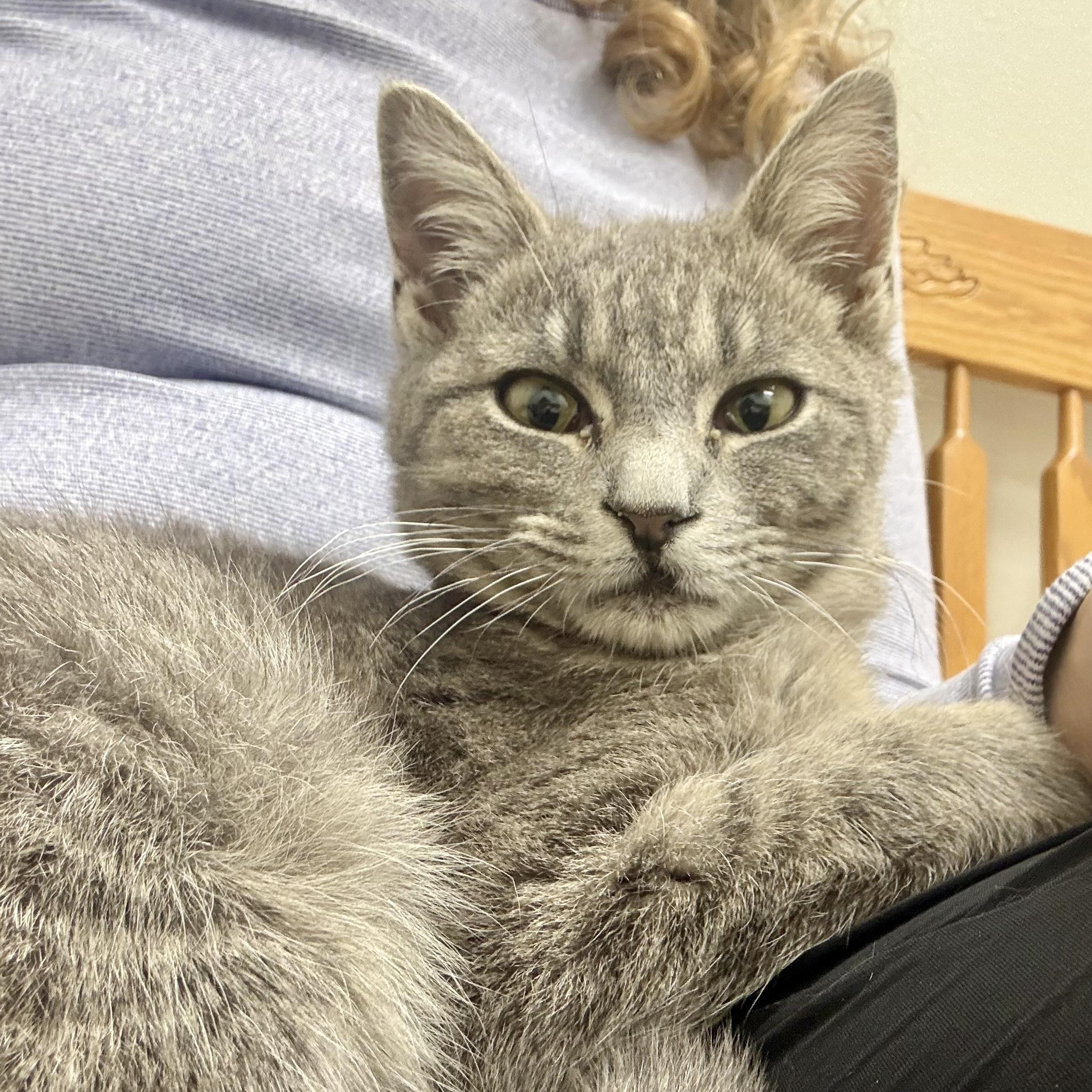 Enlarge Little Smokey , a ADOPTABLE mixed breed in Charles City, IA image 3/4