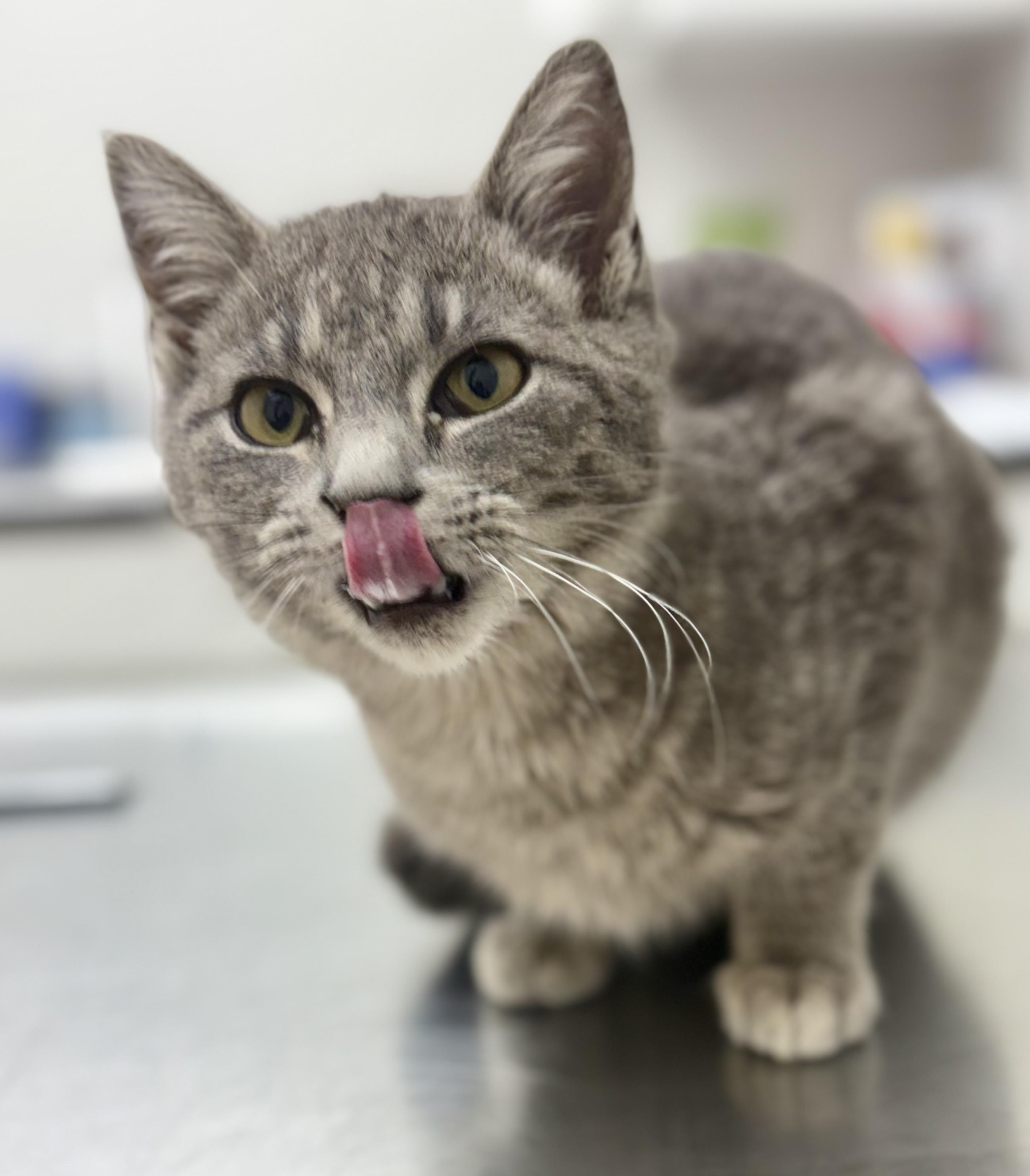Enlarge Little Smokey , a ADOPTABLE mixed breed in Charles City, IA image 2/4