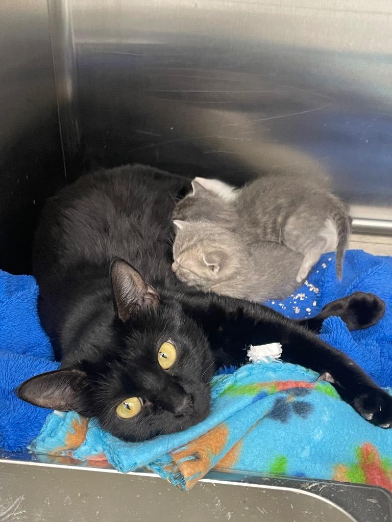 Morticia, Adoptable, Young Female Domestic Short Hair.