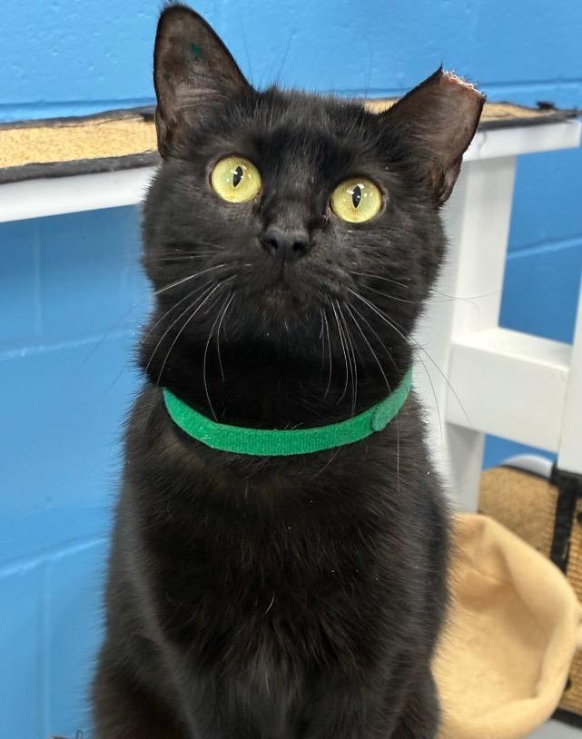 Morticia, a Adoptable mixed breed in Hartsville, SC image 2/5