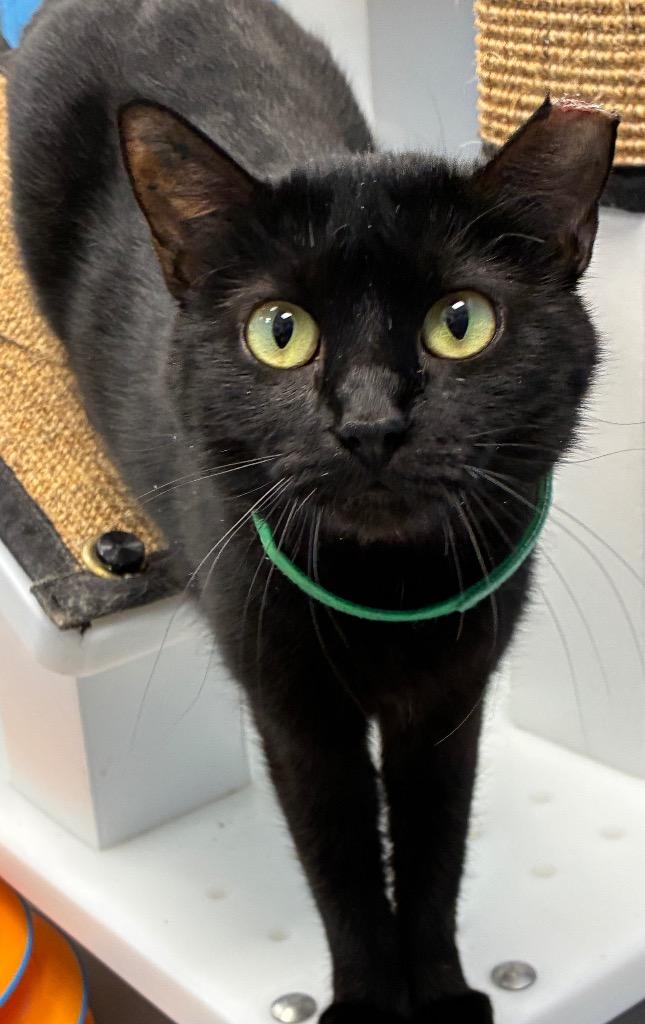 Morticia, a Adoptable mixed breed in Hartsville, SC image 3/5