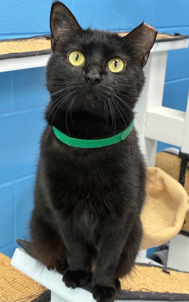 Morticia, a Adoptable mixed breed in Hartsville, SC image 4/5