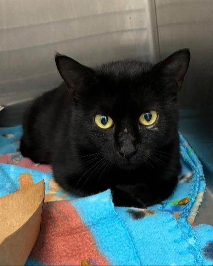 Morticia, a Adoptable mixed breed in Hartsville, SC image 5/5