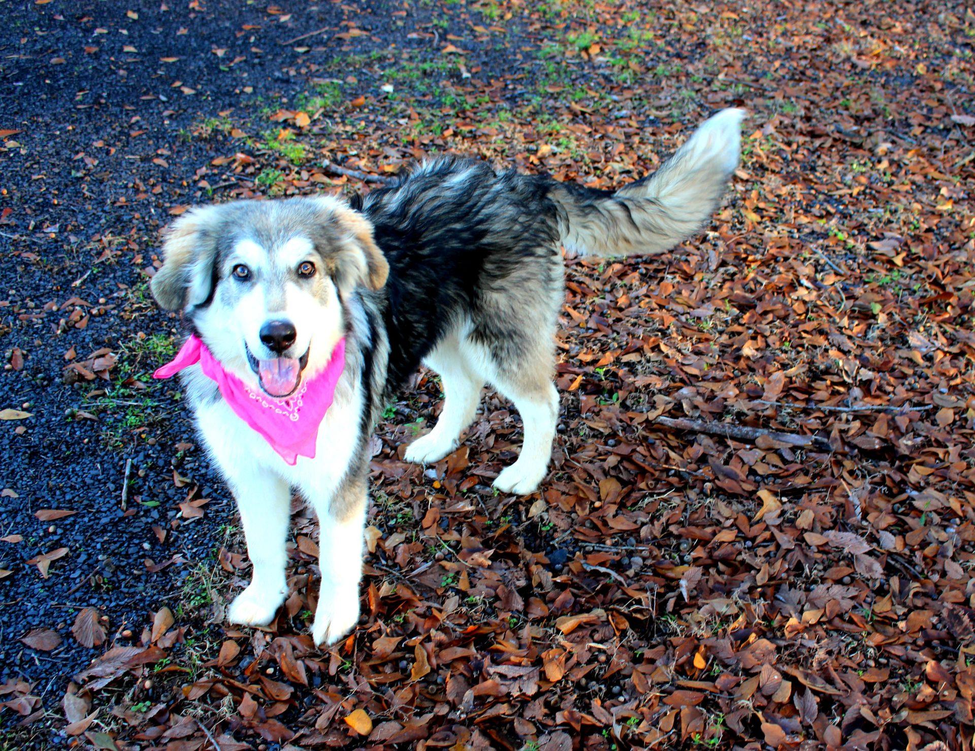 Bella photo 4