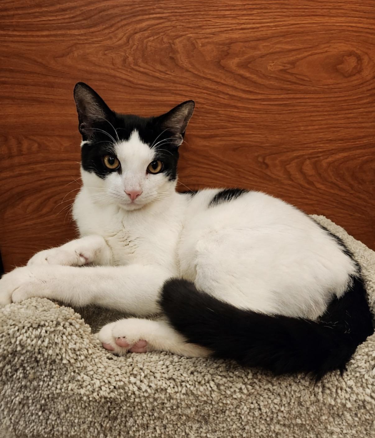 Enlarge Snoopy, an adopted Domestic Short Hair in Canton, MA image 2/5