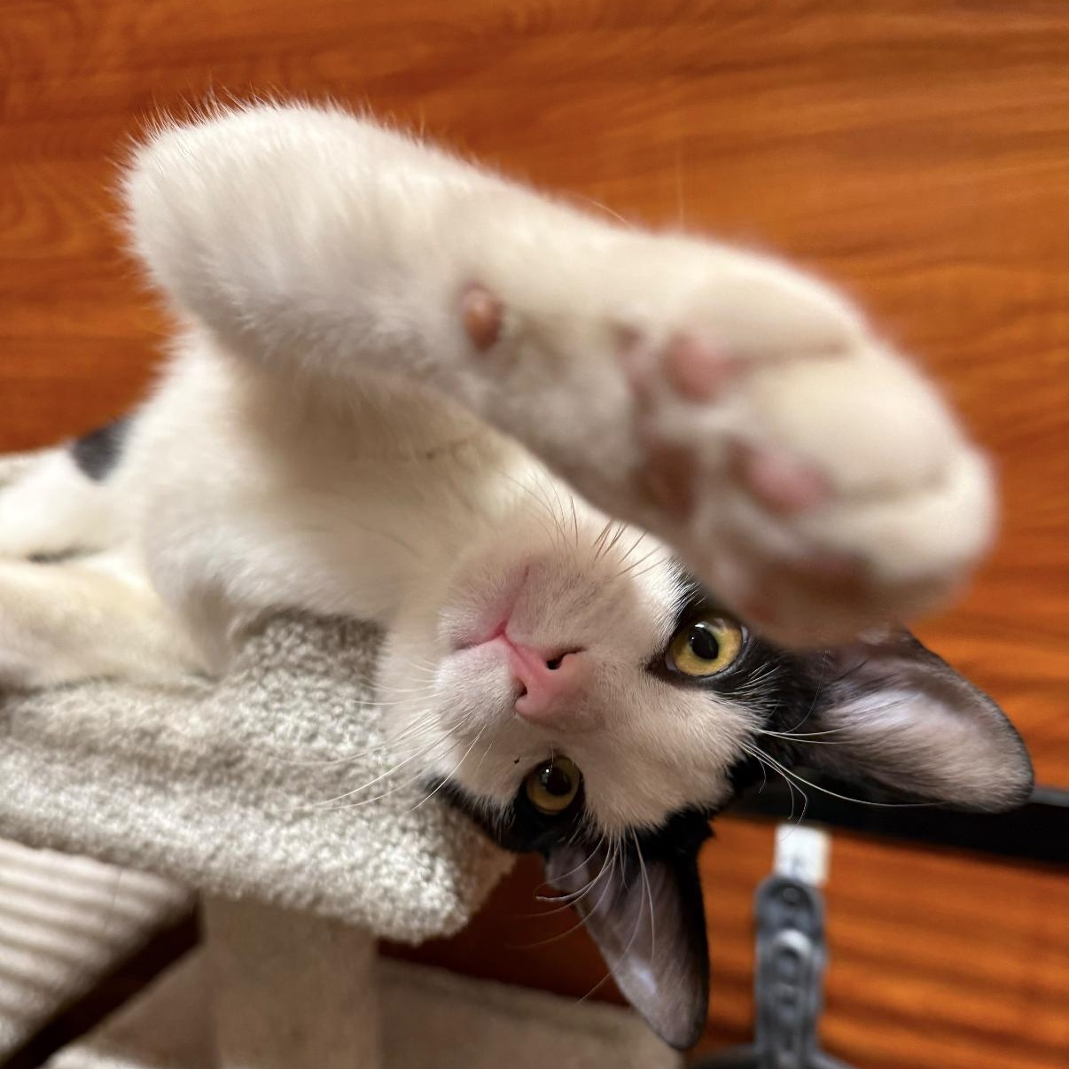 Enlarge Snoopy, an adopted Domestic Short Hair in Canton, MA image 1/5