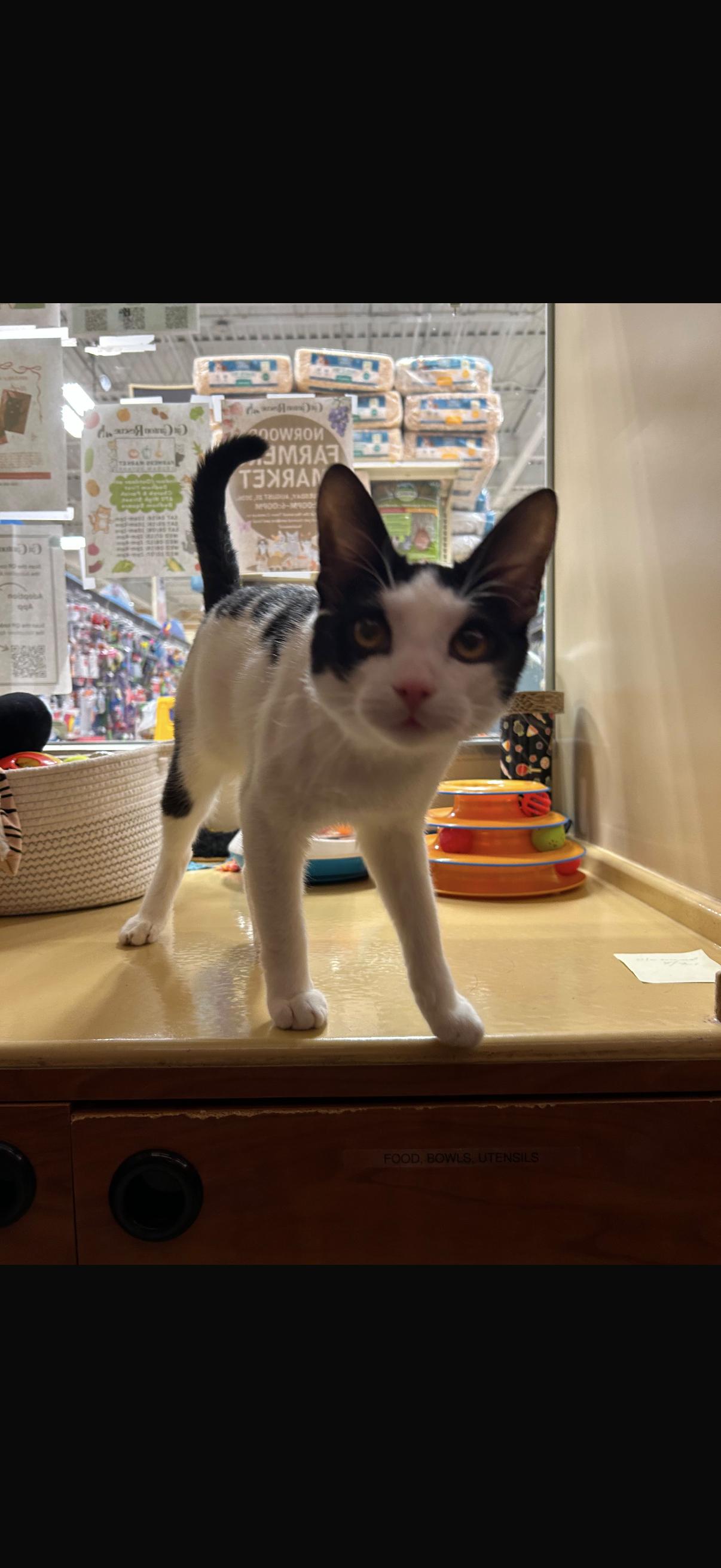Enlarge Snoopy, an adopted Domestic Short Hair in Canton, MA image 4/5