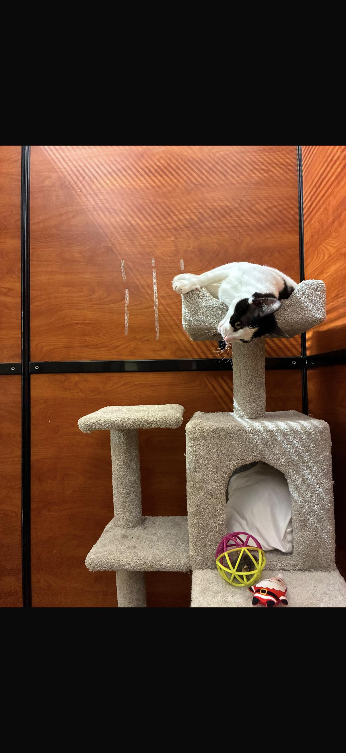 Enlarge Snoopy, an adopted Domestic Short Hair in Canton, MA image 5/5