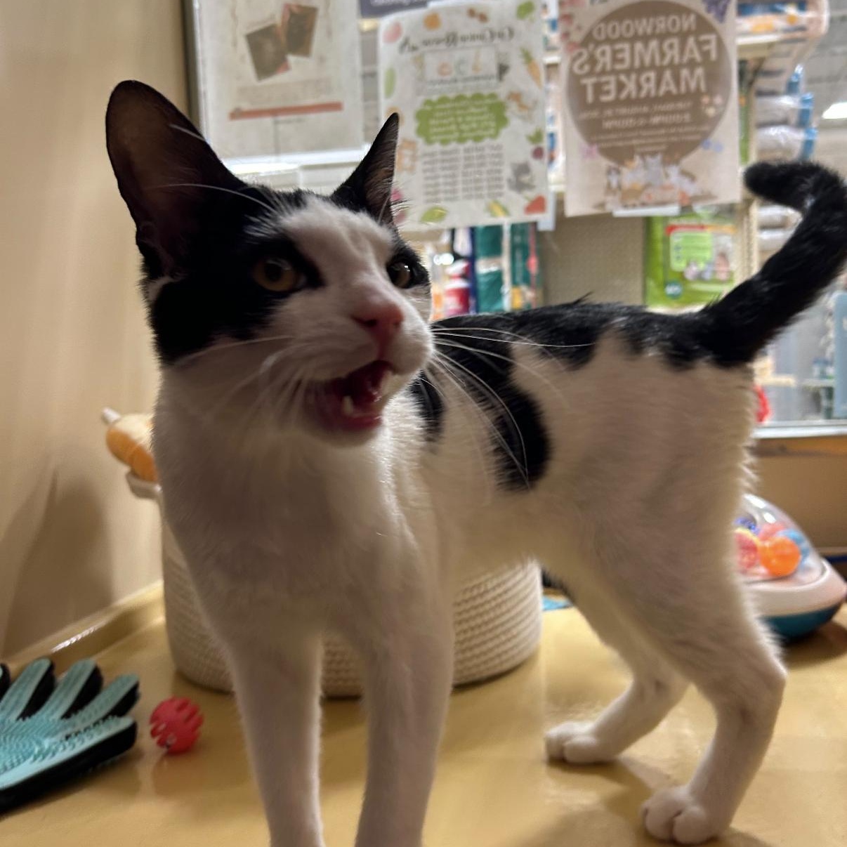 Enlarge Snoopy, an adopted Domestic Short Hair in Canton, MA image 3/5