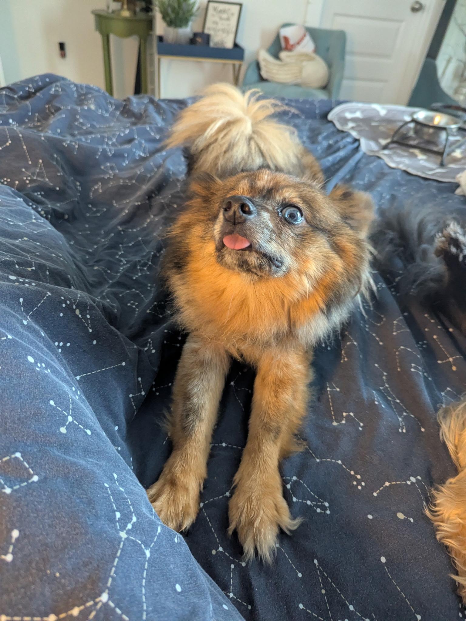 Enlarge Bonnie, a Adopted Pomeranian in Hartselle, AL image 2/4