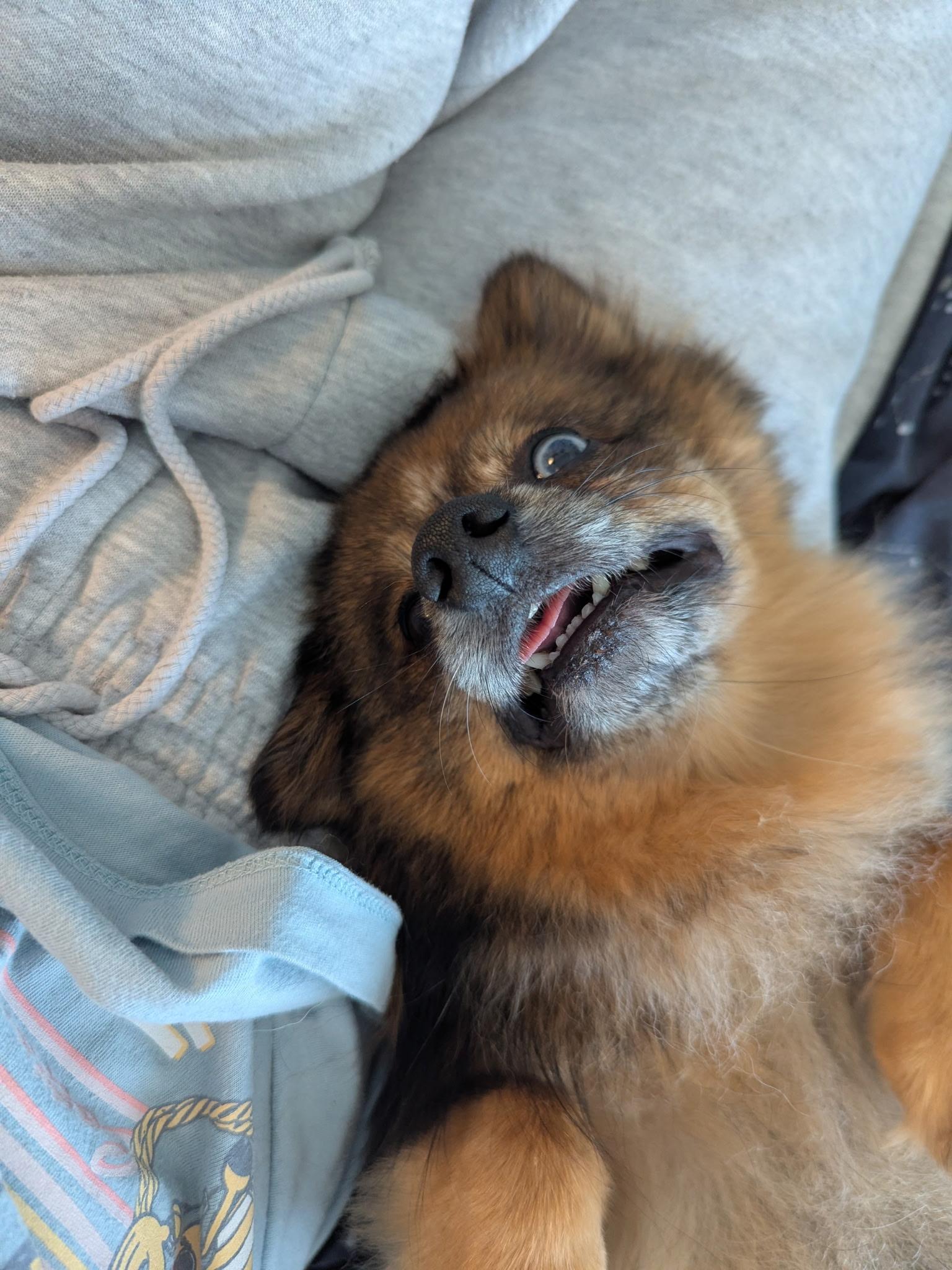 Enlarge Bonnie, a Adopted Pomeranian in Hartselle, AL image 3/4