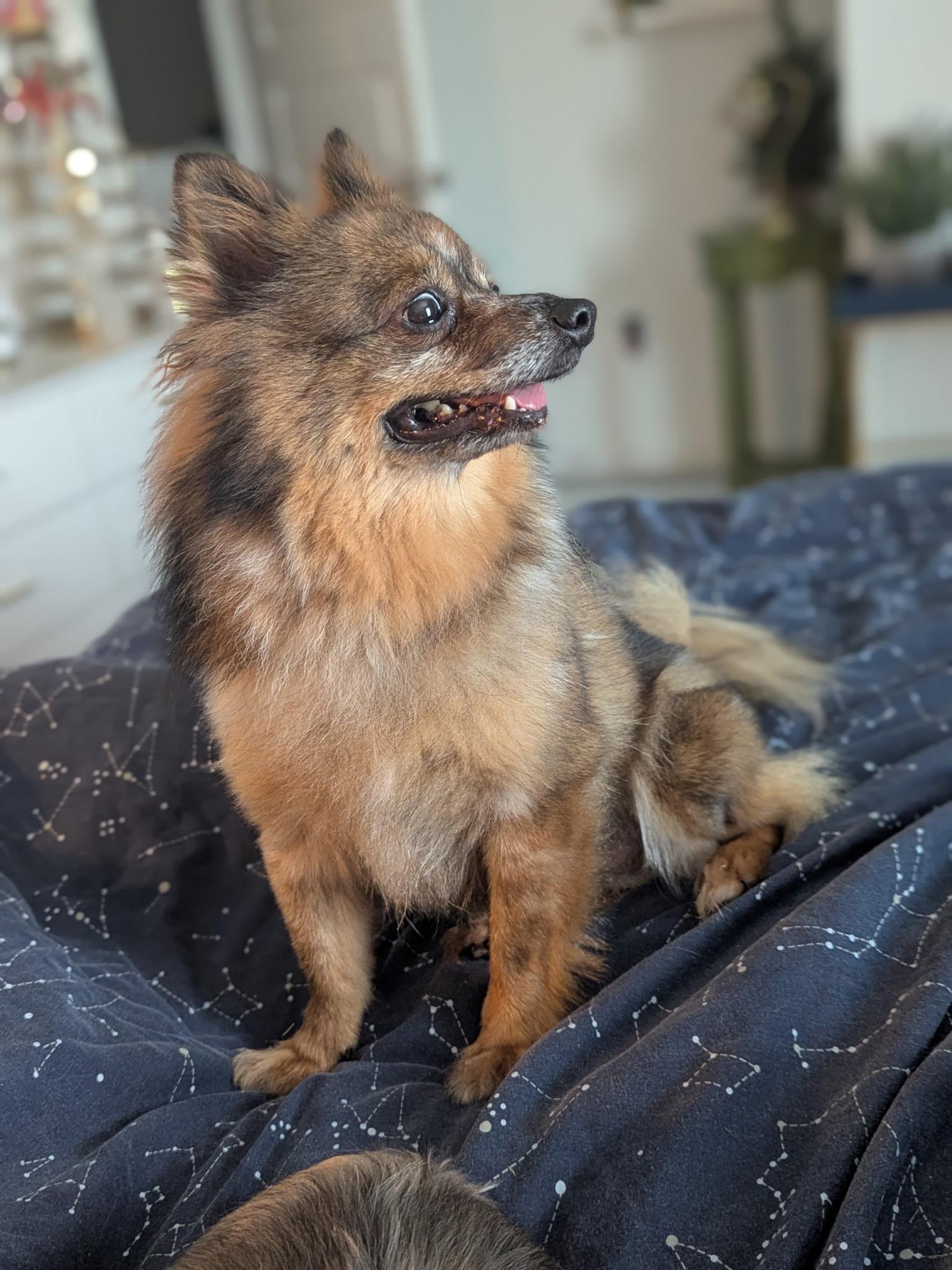 Enlarge Bonnie, a Adopted Pomeranian in Hartselle, AL image 4/4