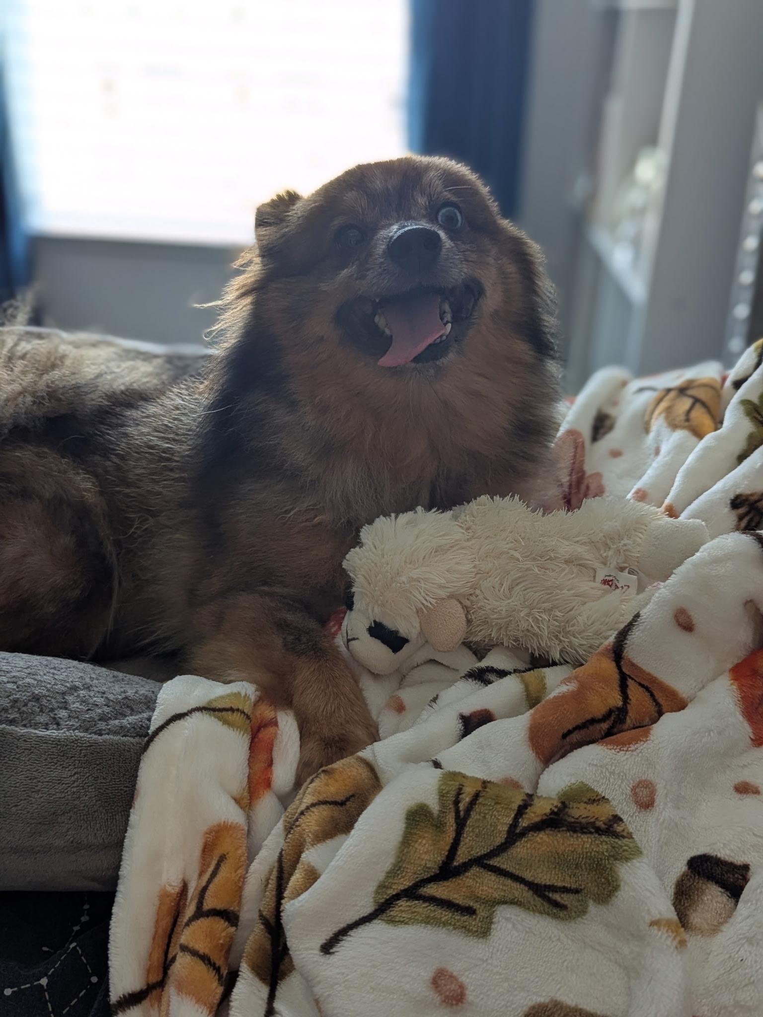 Bonnie, Adopted, Adult Female Pomeranian.