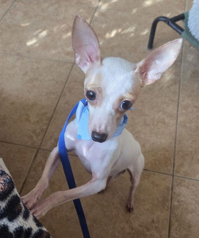 Enlarge Maximillion, a Adoptable Chihuahua in Montgomery, TX image 2/3