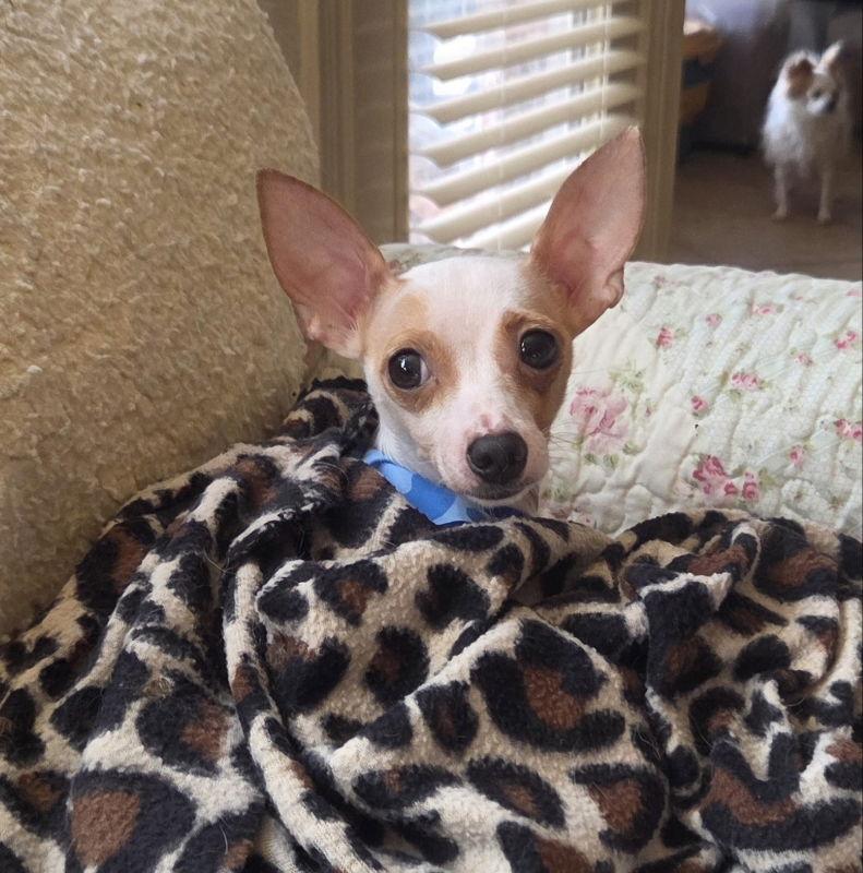 Enlarge Maximillion, a Adoptable Chihuahua in Montgomery, TX image 3/3