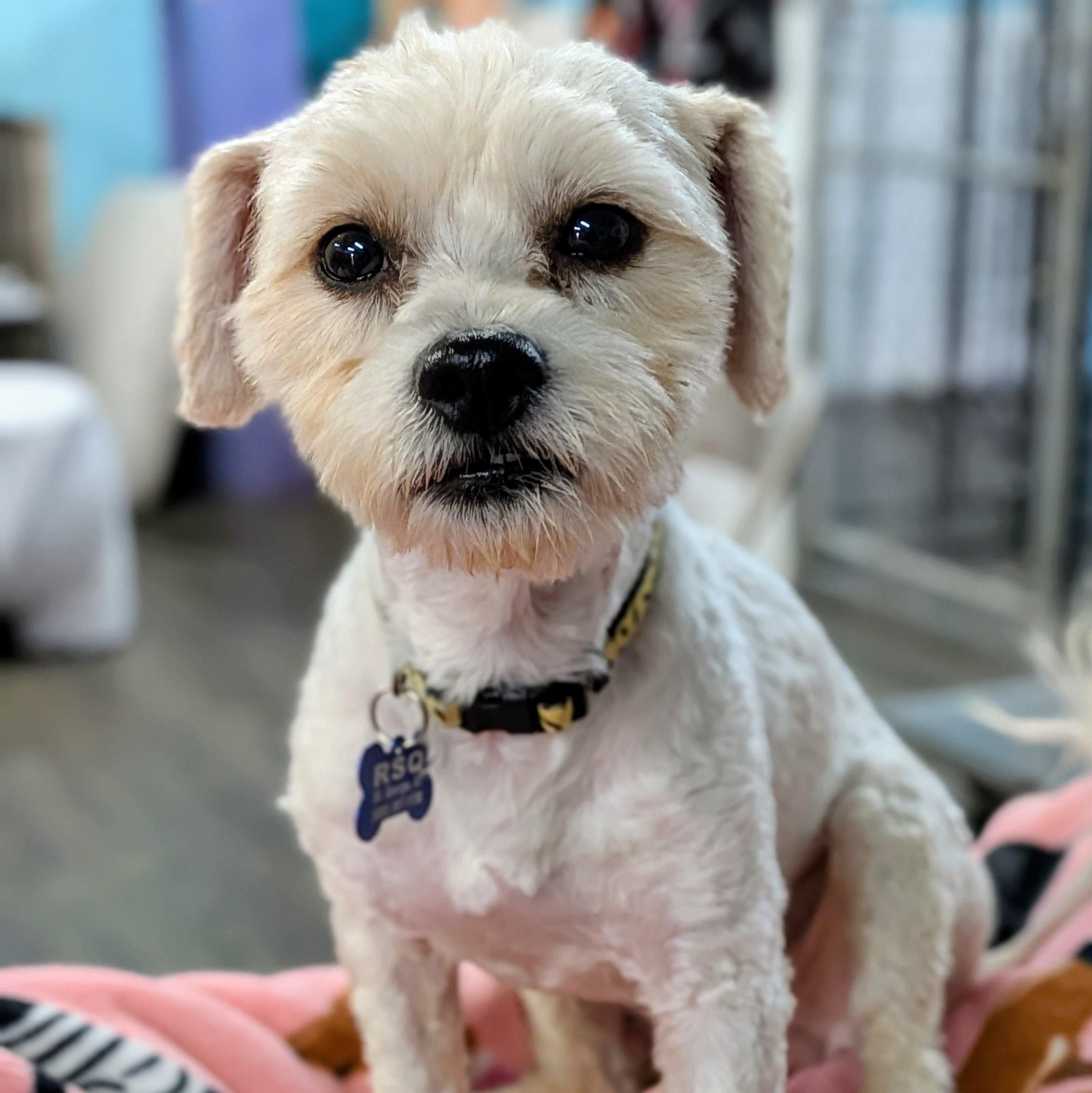 Coco, an adopted mixed breed in St. George, UT image 2/5