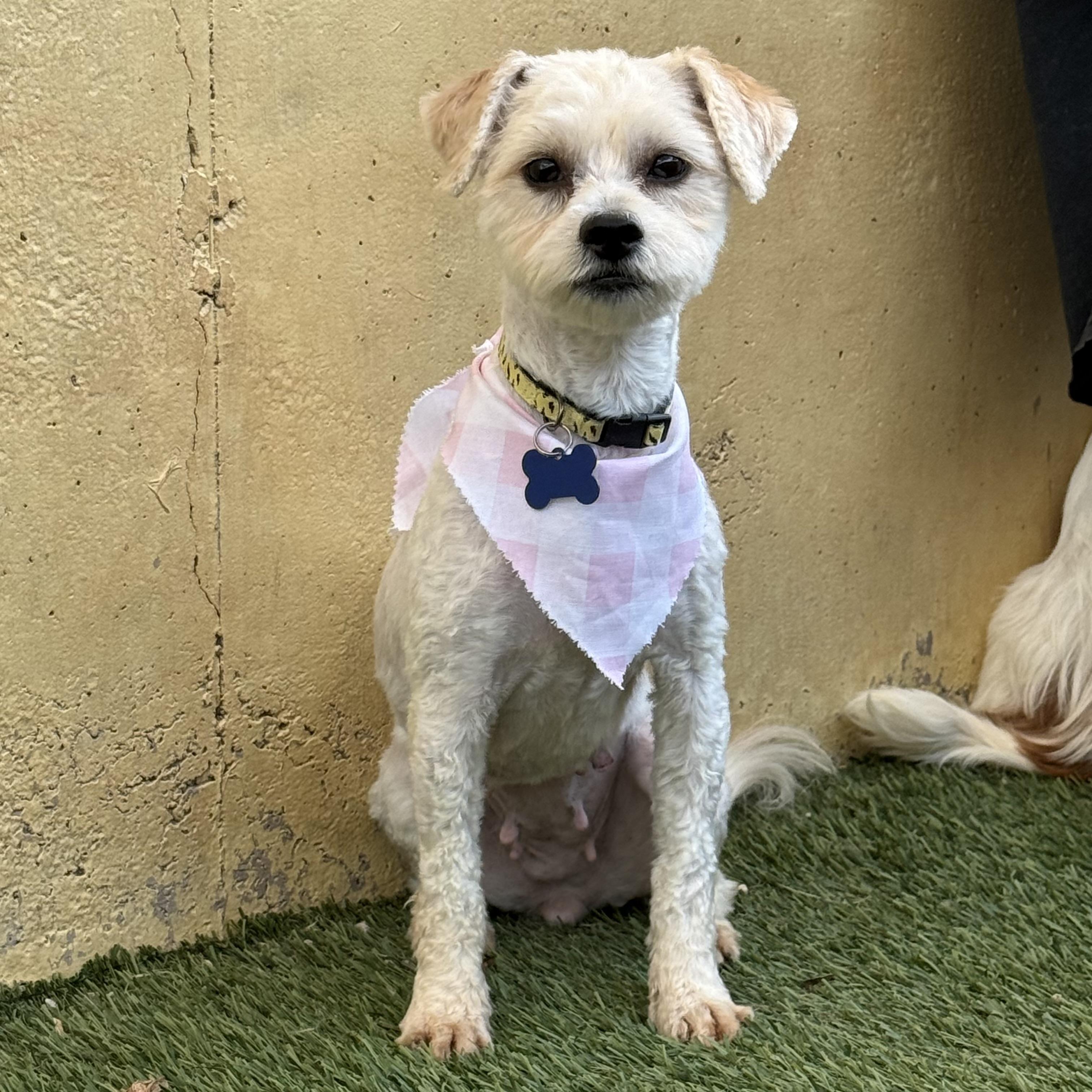 Coco, an adopted mixed breed in St. George, UT image 5/5