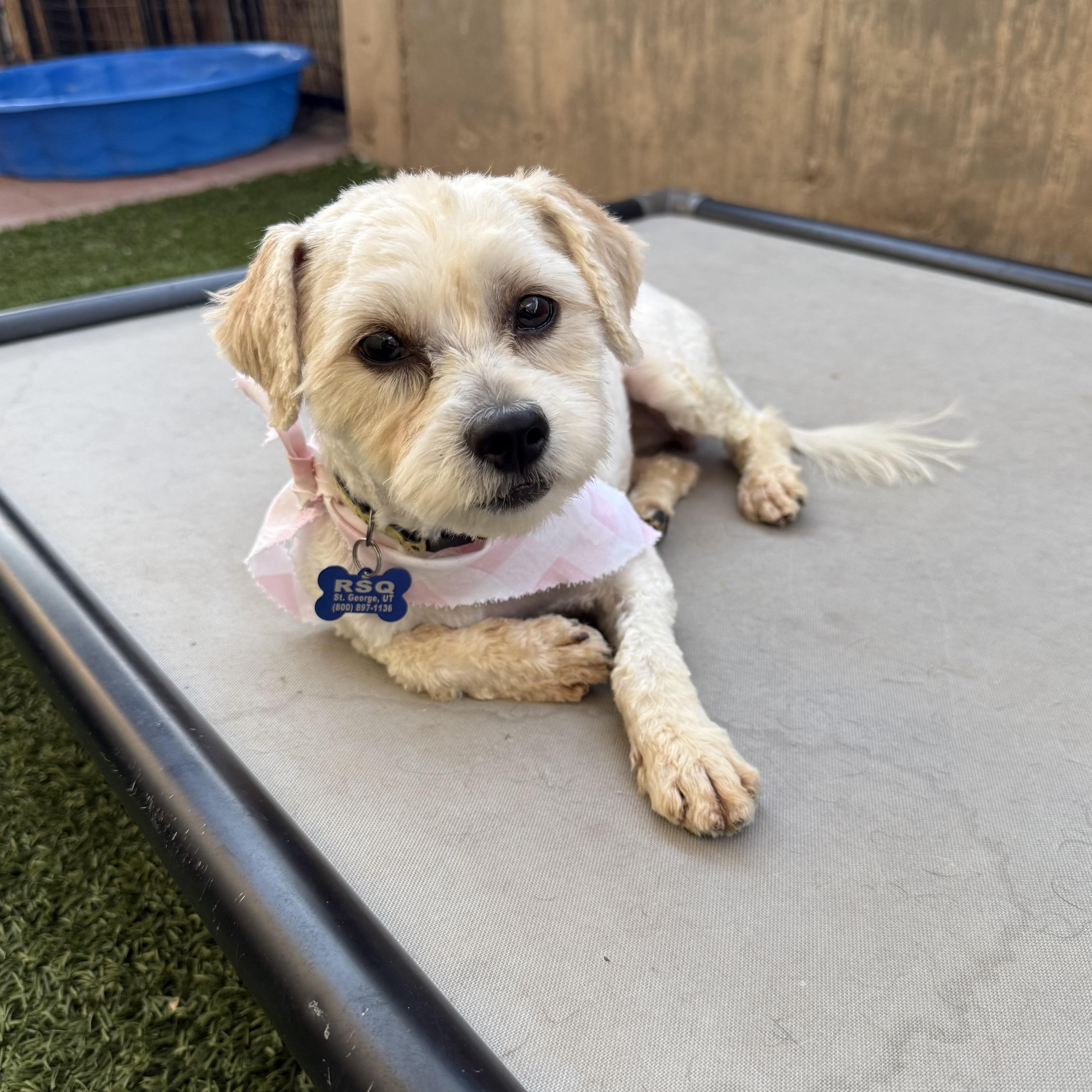 Coco, an adopted mixed breed in St. George, UT image 3/5