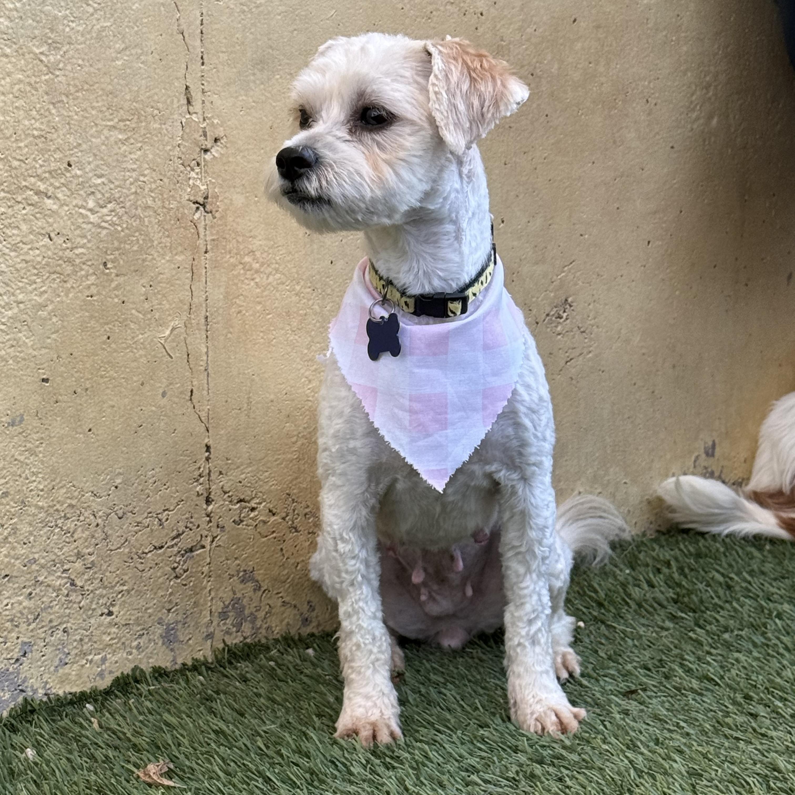 Coco, an adopted mixed breed in St. George, UT image 4/5
