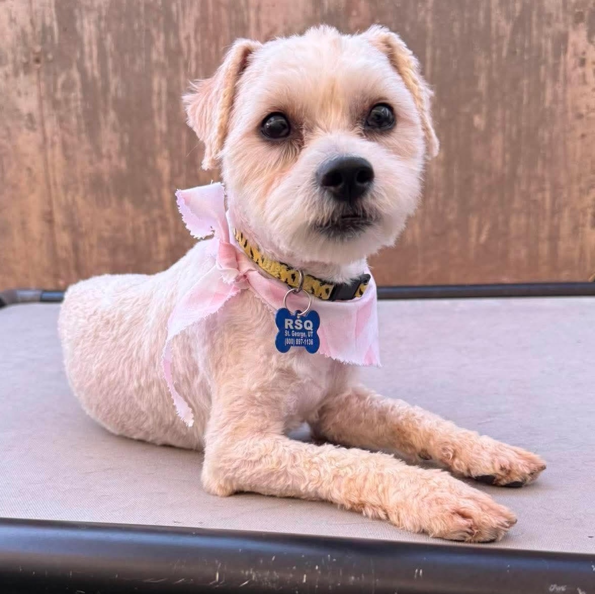 Coco, adopted, Young Female Shih Tzu.