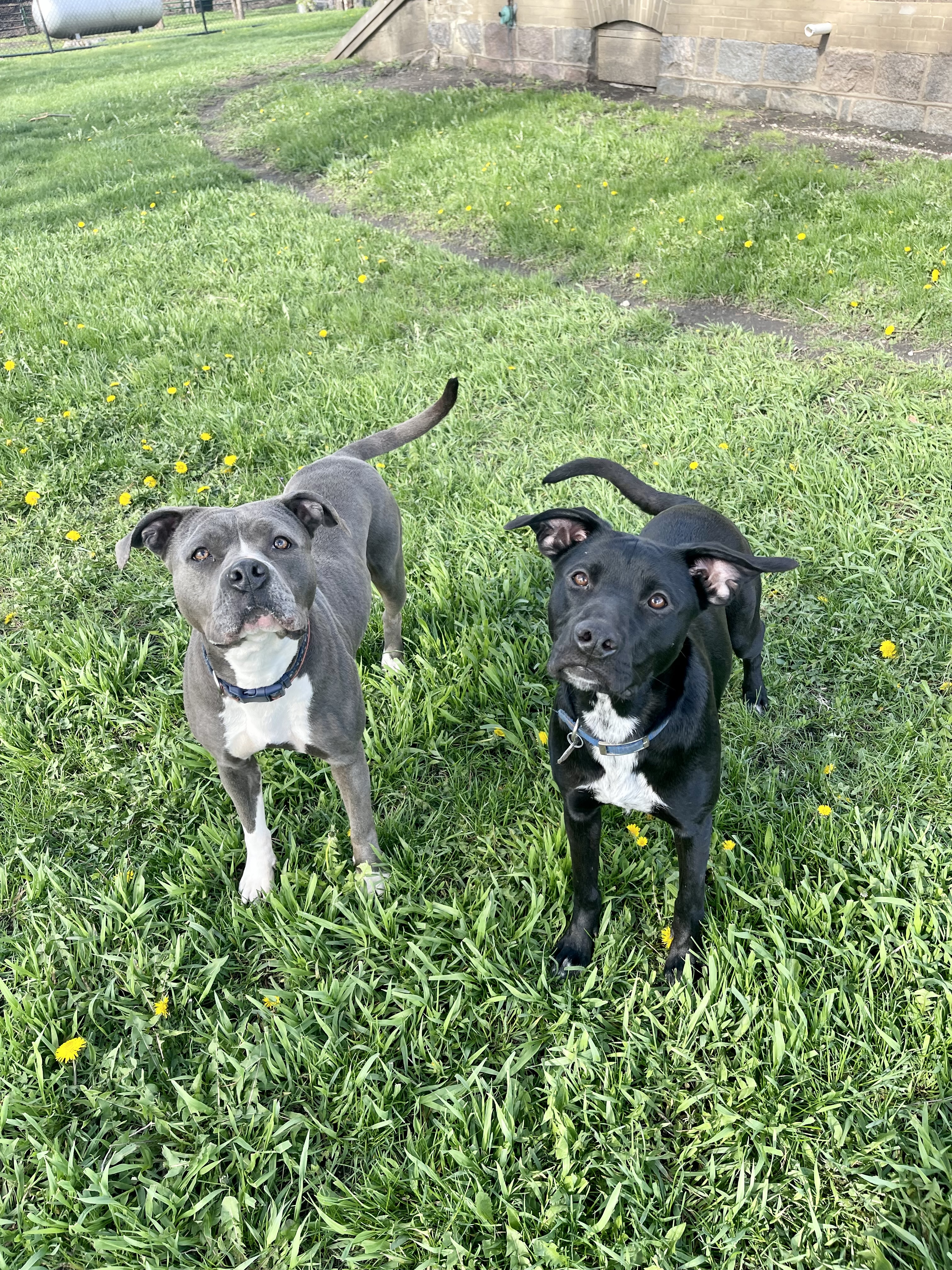Liberty, a Adopted American Bulldog in Madison, MN image 6/6