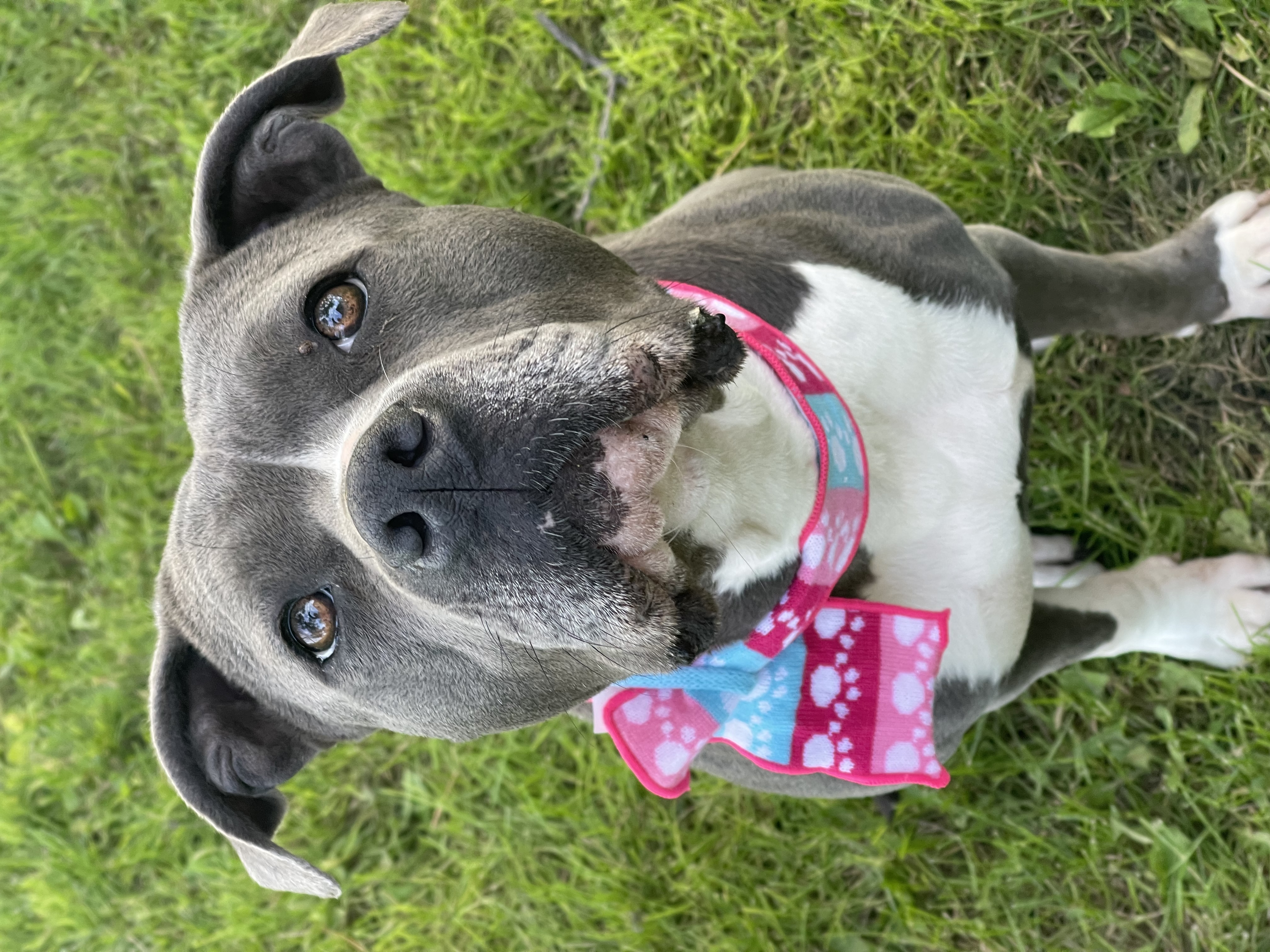 Liberty, a Adopted American Bulldog in Madison, MN image 1/6