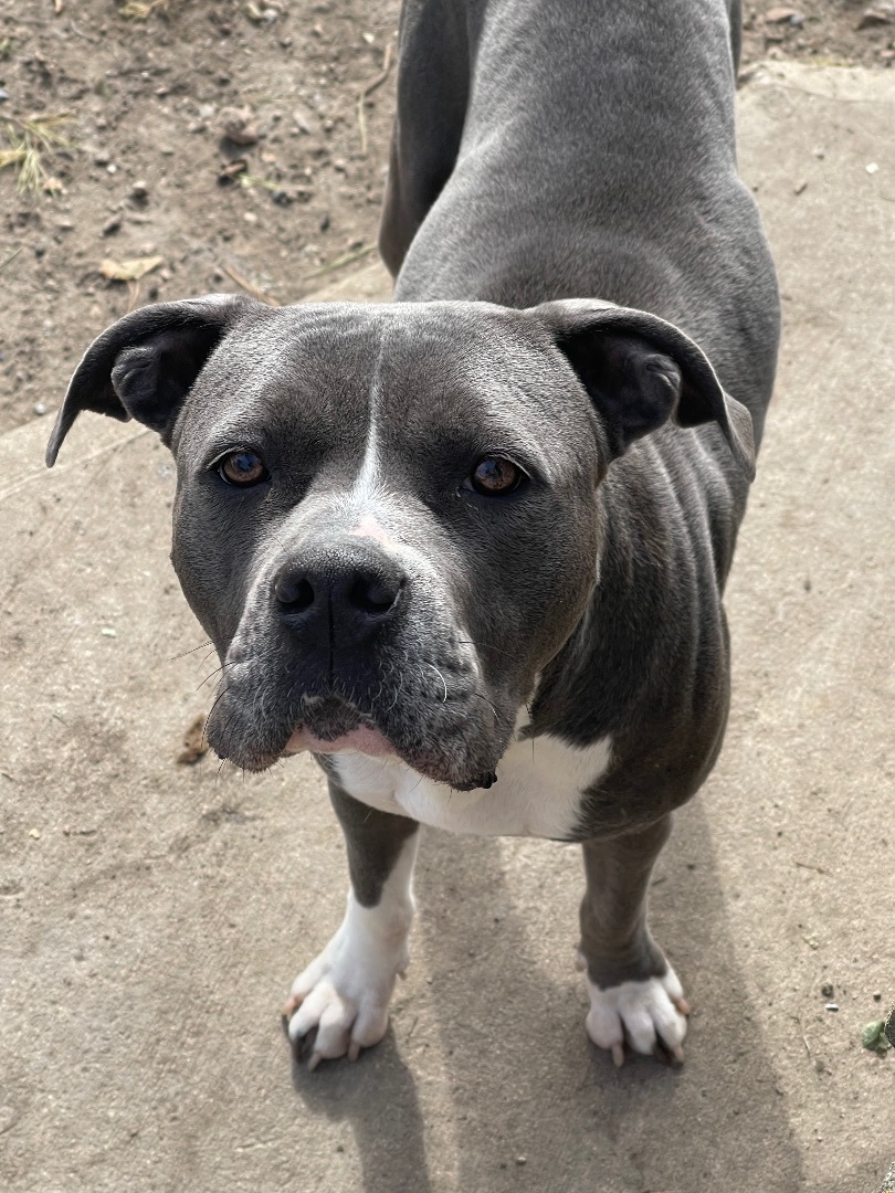 Liberty, a Adopted American Bulldog in Madison, MN image 2/6