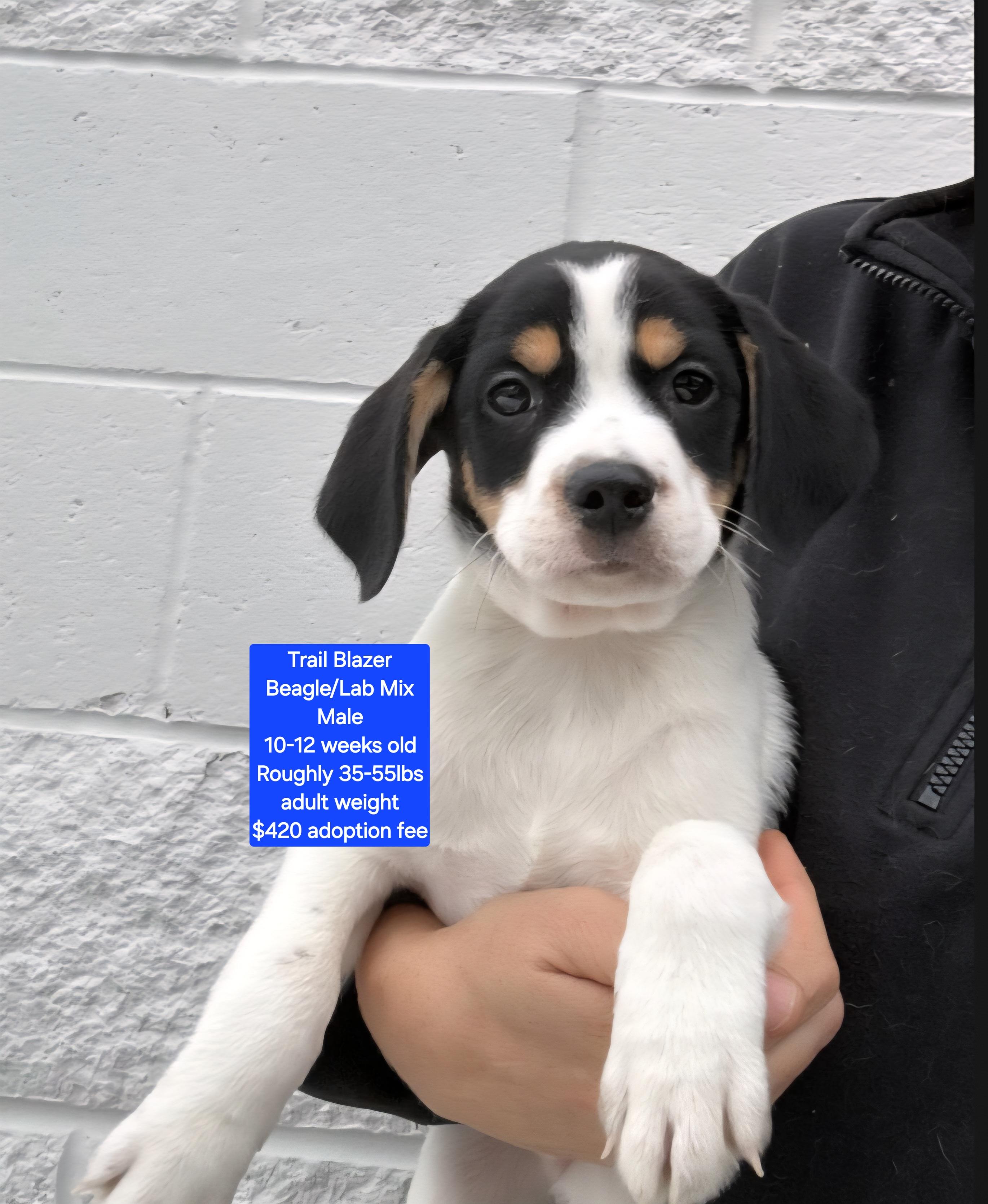 Trail Blazer, ADOPTABLE, Puppy Male Beagle & Labrador Retriever.