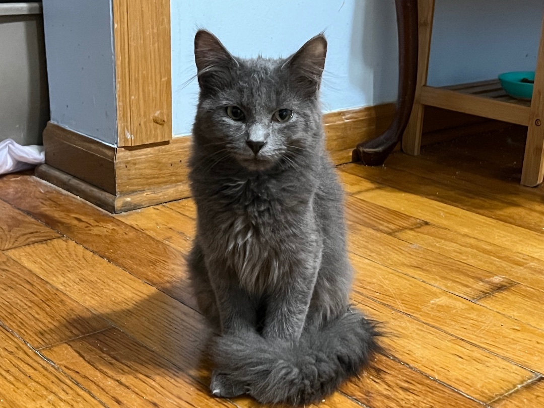 Nova