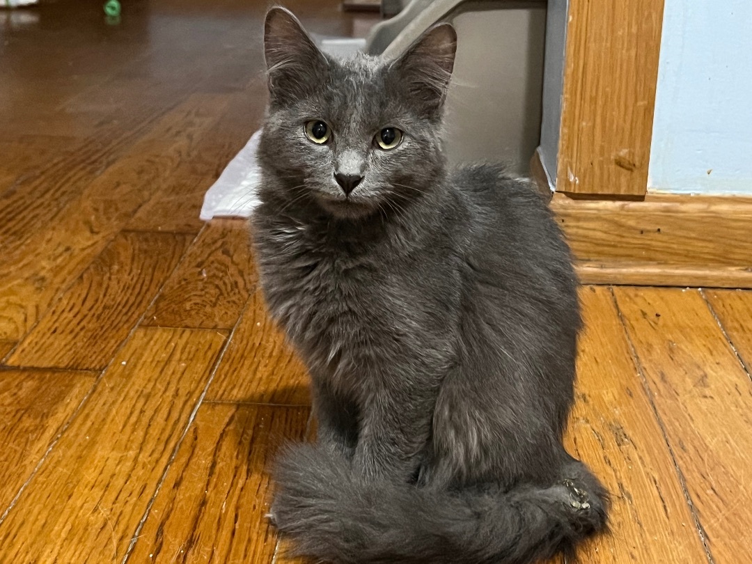 Nova