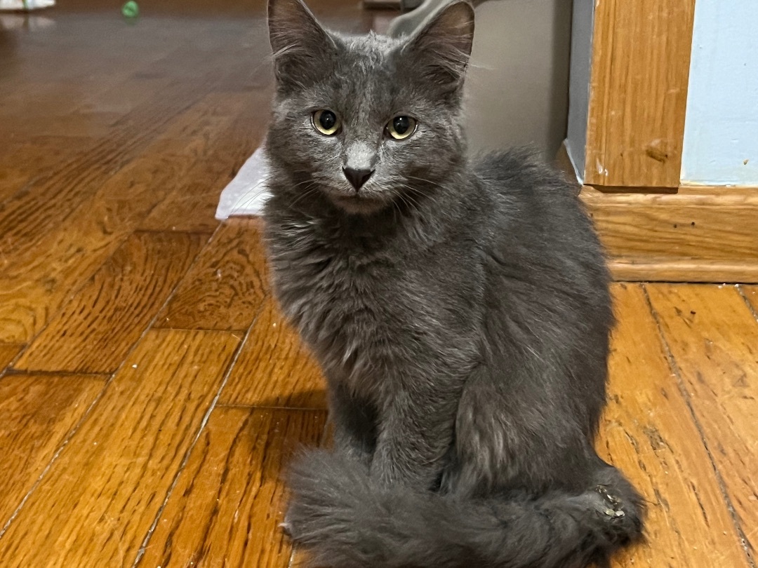 Nova