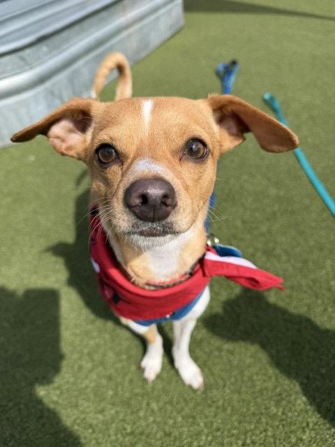 Jagger, Adoptable, Adult Male Chihuahua.