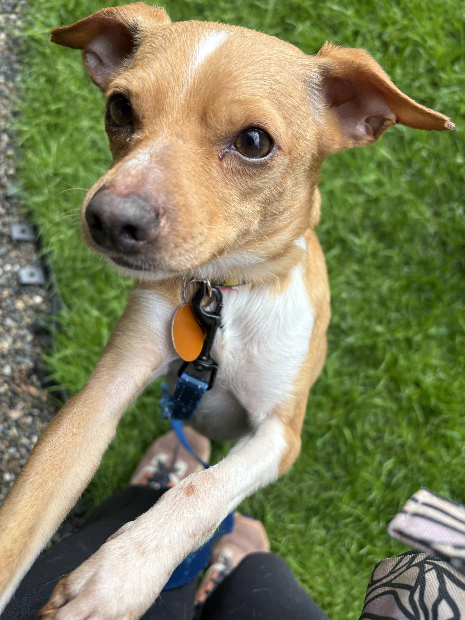 Enlarge Jagger, a Adoptable Chihuahua in Seattle, WA image 1/3