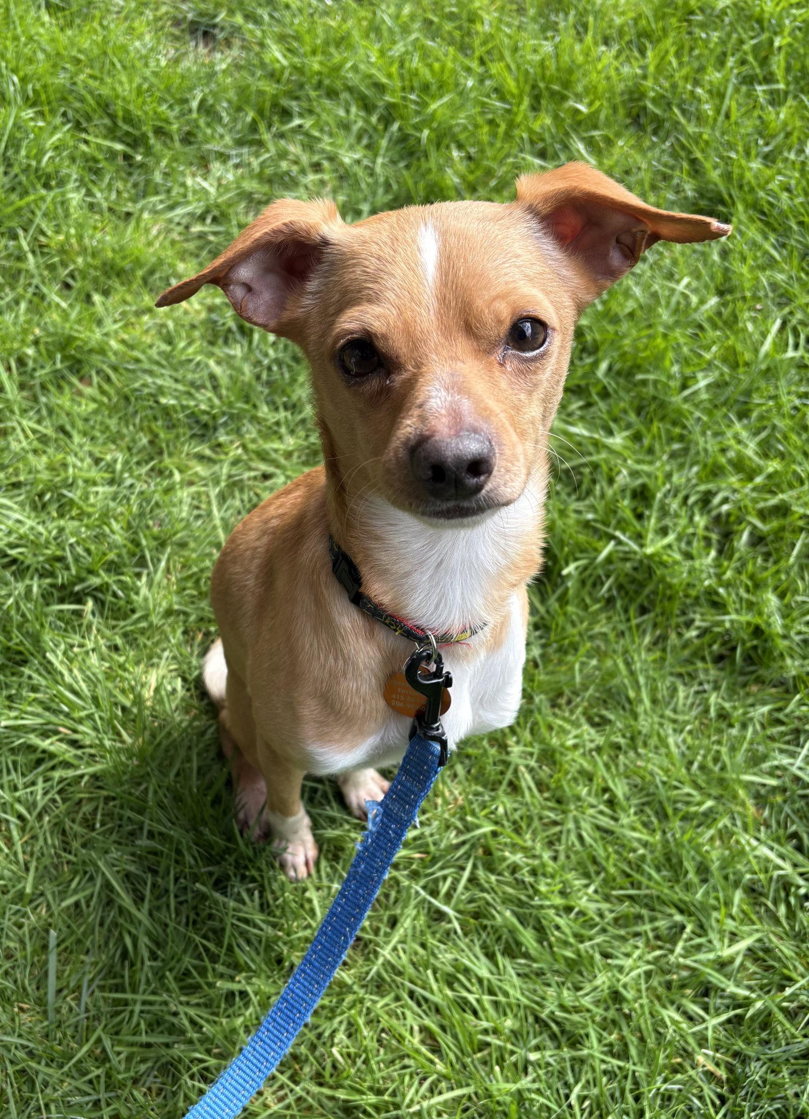 Enlarge Jagger, a Adoptable Chihuahua in Seattle, WA image 2/3