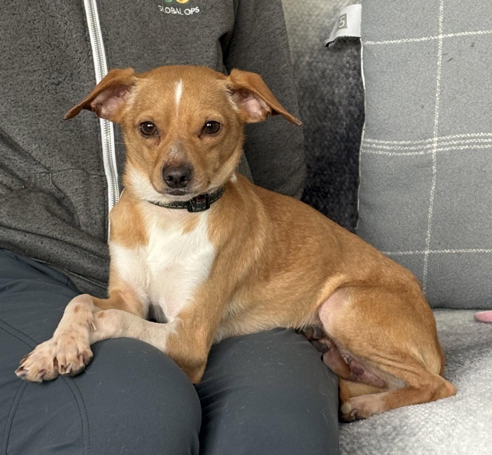 Enlarge Jagger, a Adoptable Chihuahua in Seattle, WA image 3/3