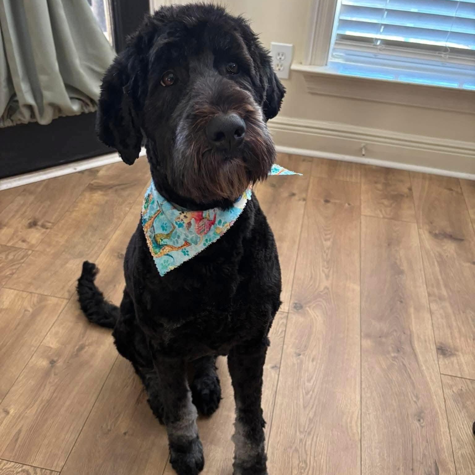 Lou Lou, an adoptable Aussiedoodle in Athens, AL, 35611 | Photo Image 3