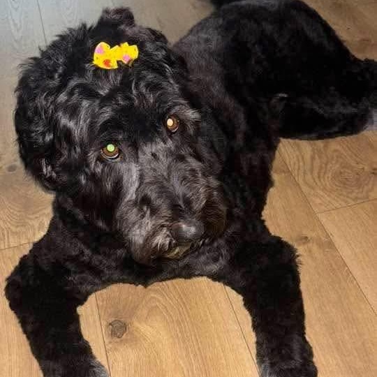 Lou Lou, an adoptable Aussiedoodle in Athens, AL, 35611 | Photo Image 2